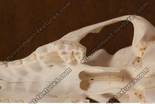 photo reference of skull 0027